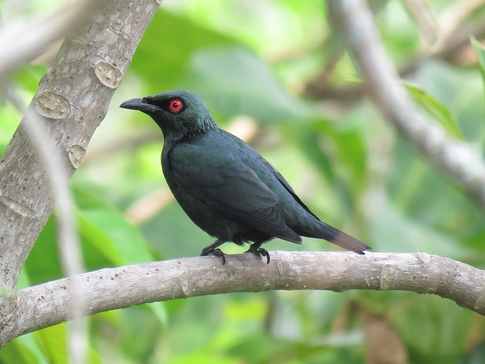 image Asian Glossy Starling